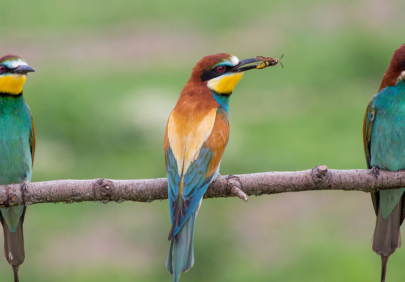 Lorem ipsum dolor sit amet, consectetur adipiscing elit. Duis elit ligula, ultricies nec leo quis, dignissim feugiat leo. 