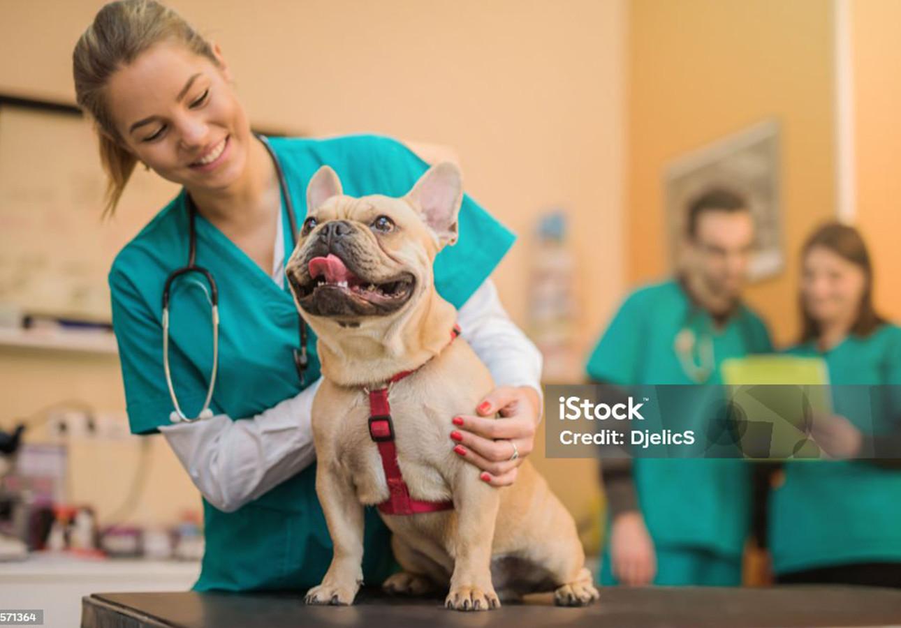 1. Conosci il ragno Violino?