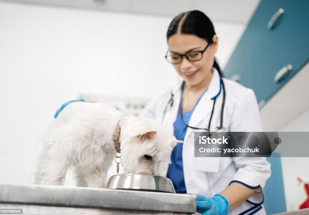 IZSLT, Roma: onorificenza della Croce Rossa al Commissario Straordinario, dr. Stefano Palomba.